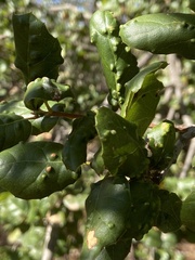 Aceria mackiei