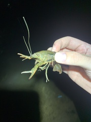 Procambarus