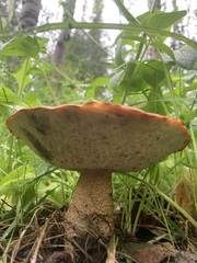 Leccinum insigne