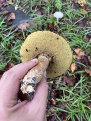 Boletus variipes