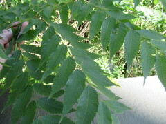 Sapindaceae