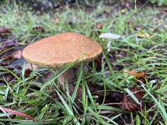 Boletus variipes