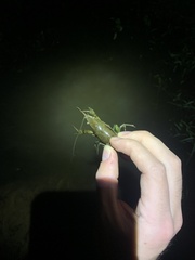 Procambarus