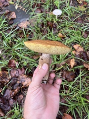 Boletus variipes