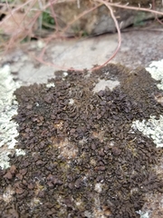 Xanthoparmelia pulla