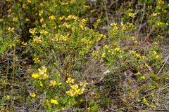 Aotus ericoides