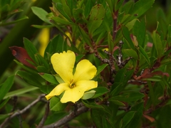 Hibbertia cuneiformis