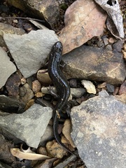 Desmognathus conanti