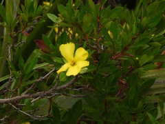 Hibbertia cuneiformis
