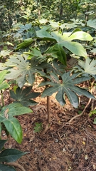 Fatsia