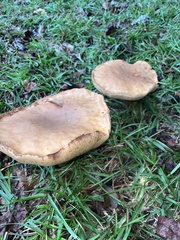 Boletus variipes