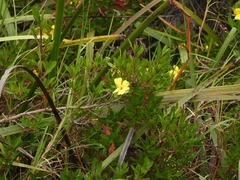 Hibbertia cuneiformis