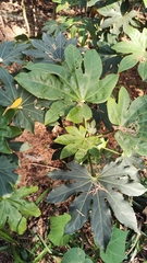Fatsia