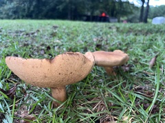 Boletus variipes