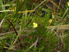 Hibbertia cuneiformis