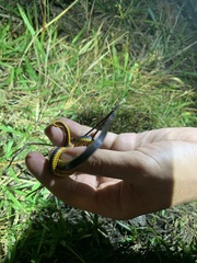 Diadophis punctatus punctatus