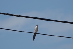 Cyanopica cyanus