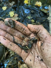 Desmognathus conanti