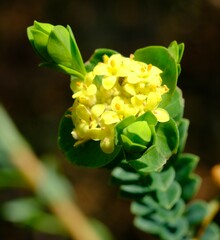 Pimelea flava