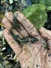 Desmognathus conanti