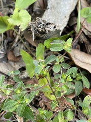Sida ulmifolia