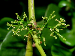 Ileostylus micranthus