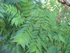 Sapindaceae