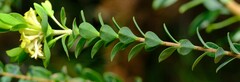 Pimelea flava