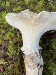 Catathelasma