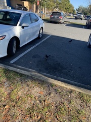 Quiscalus major westoni