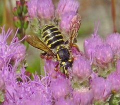 Trachusa fontemvitae