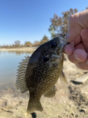 Lepomis macrochirus × cyanellus