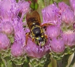 Trachusa fontemvitae