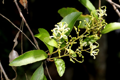 Lomatia arborescens
