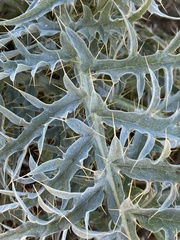 Cynara cardunculus