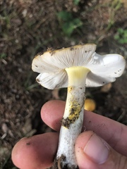 Russula granulata