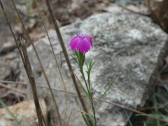 Dianthus balbisii