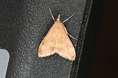 Pyrausta onythesalis