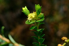 Pimelea flava