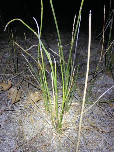 iNaturalist observation photo of Ferriss' horsetail