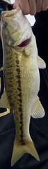 Micropterus punctulatus