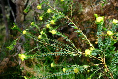 Pimelea flava