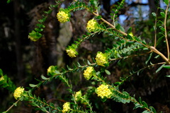 Pimelea flava