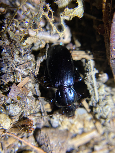 iNaturalist observation photo of Hypherpes