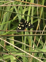 Phalaenoides tristifica