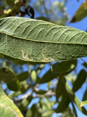 Stigmella longisacca