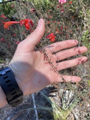 Clinopodium coccineum