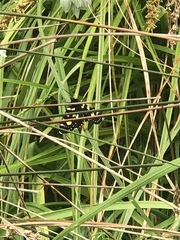 Phalaenoides tristifica