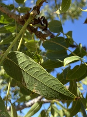Stigmella longisacca