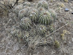 Trichocereus smrzianus